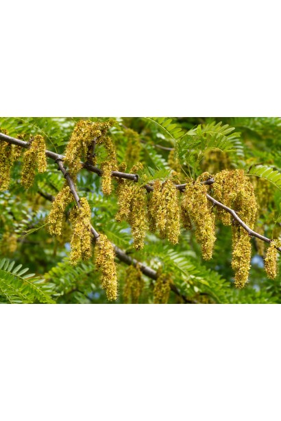 Гледичія Sunburst цвітіння